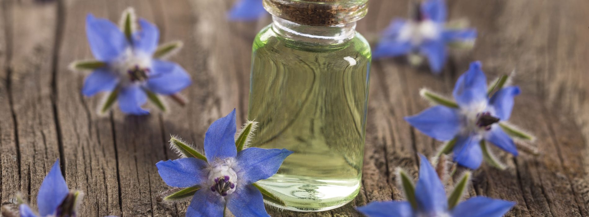 Olej z nasion ogórecznika lekarskiego – Właściwości i zastosowanie